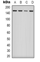 ARHGAP23 Antibody