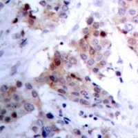 ARHGAP23 antibody