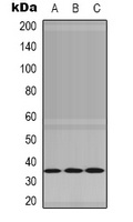 NEK7 Antibody