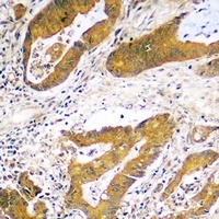 Anti-USP48 Antibody