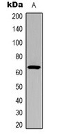 Cortactin (Acetyl-K235) Rabbit Polyclonal Antibody