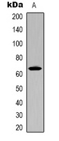 Cortactin Rabbit Polyclonal Antibody