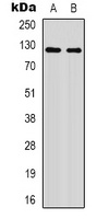 XPO1 (Acetyl-K568) Rabbit Polyclonal Antibody