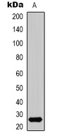 HMGB1 Antibody