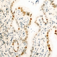 HMGB1 Antibody
