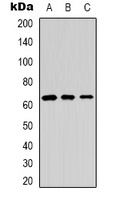 NF-kappaB p65 Rabbit Polyclonal Antibody