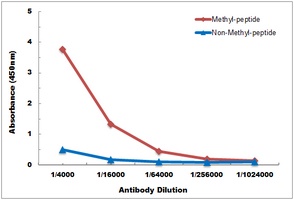 Histone H3 antibody