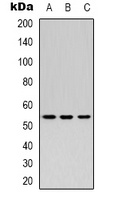 Secretogranin 3 Antibody