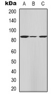 HGS Rabbit Polyclonal Antibody