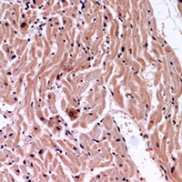 VEGFA Antibody