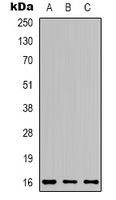 Apelin Rabbit Polyclonal Antibody