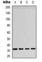 CD257 Antibody