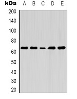Lamin B1 Rabbit Polyclonal Antibody
