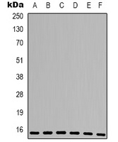 Cyclophilin A Antibody