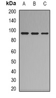 Complement C7 Rabbit Polyclonal Antibody