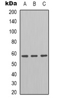 GRP58 Antibody