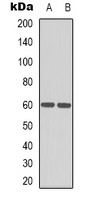 HEXA Antibody