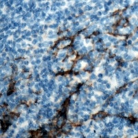 CD13 antibody