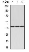 CD88 Antibody