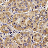 Anti-CD107b Antibody