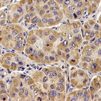 CD107b antibody