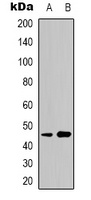CD158z Antibody