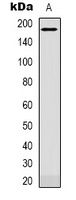 CD232 Antibody