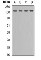 CD295 Antibody