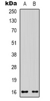 CD235a Antibody
