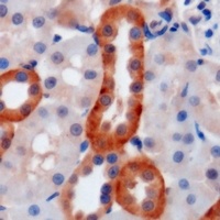 CD235a Antibody