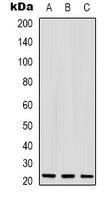 Cripto 3 Antibody