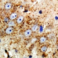 NRG3 antibody