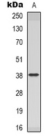Inhibin beta C Rabbit Polyclonal Antibody