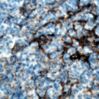 Anti-CMTM8 Antibody