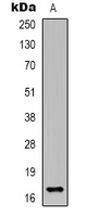 Epigen Antibody