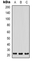 PGRP Rabbit Polyclonal Antibody