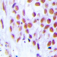 Anti-FOG2 Antibody