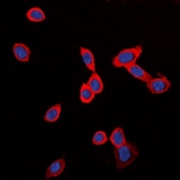 GPR126 antibody