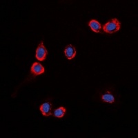 GPR87 antibody