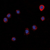 Anti-Histamine H1 Receptor Antibody