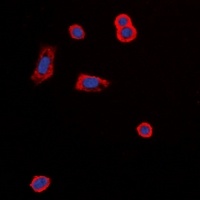 MC5 Receptor antibody