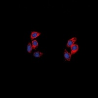 NPY5R antibody