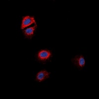 GPR170 antibody