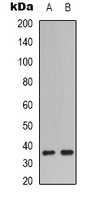 Caspase 9 p35 Antibody