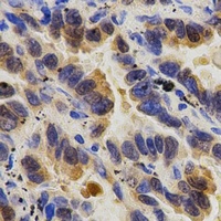 Caspase 9 p35 antibody