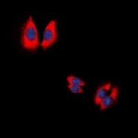 Caspase 9 p35 antibody