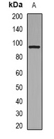 Collagen 1 alpha 2 Antibody