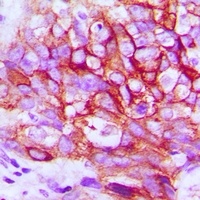 EGFR (phospho-Y1197) antibody