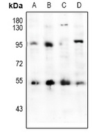 HNF4 alpha Antibody