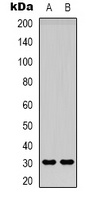 Adiponectin Antibody